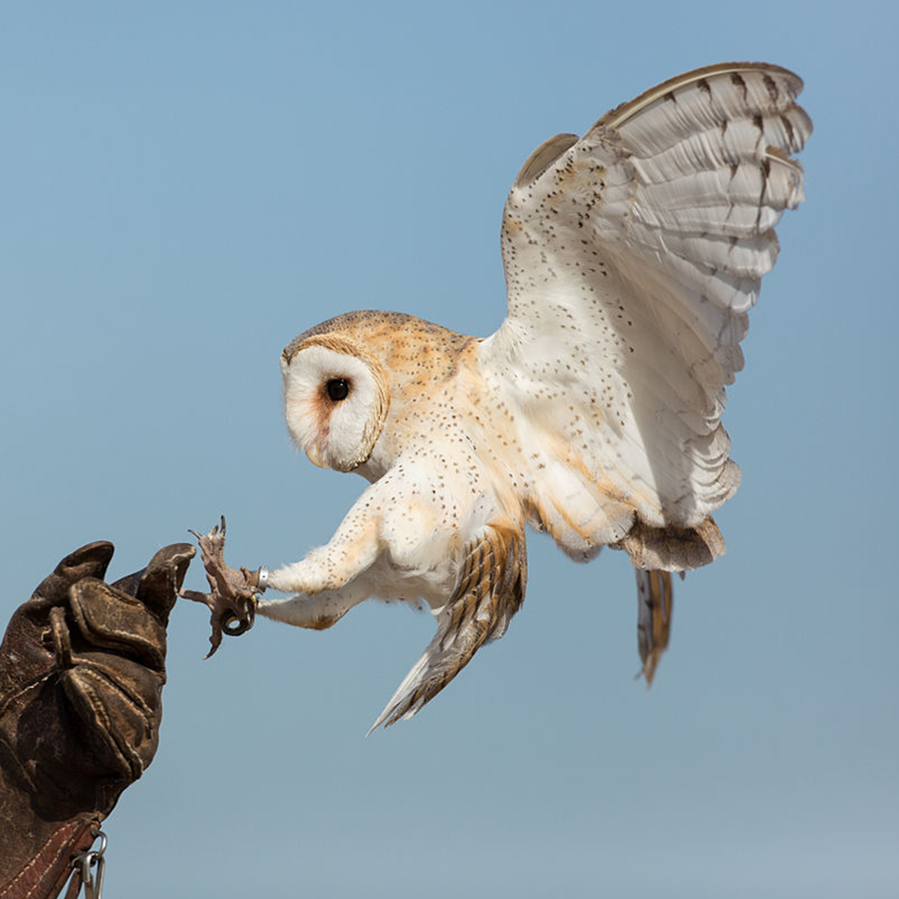 Barn Owl