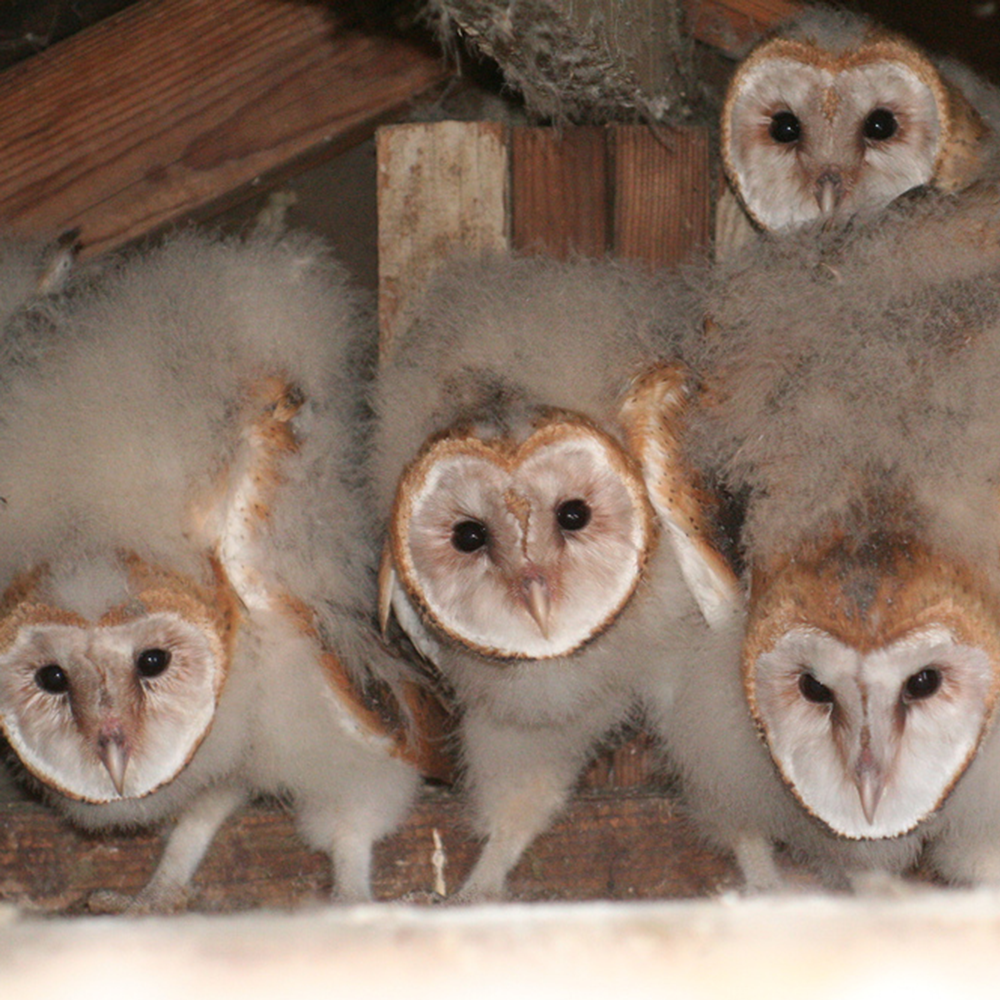 Barn Owl