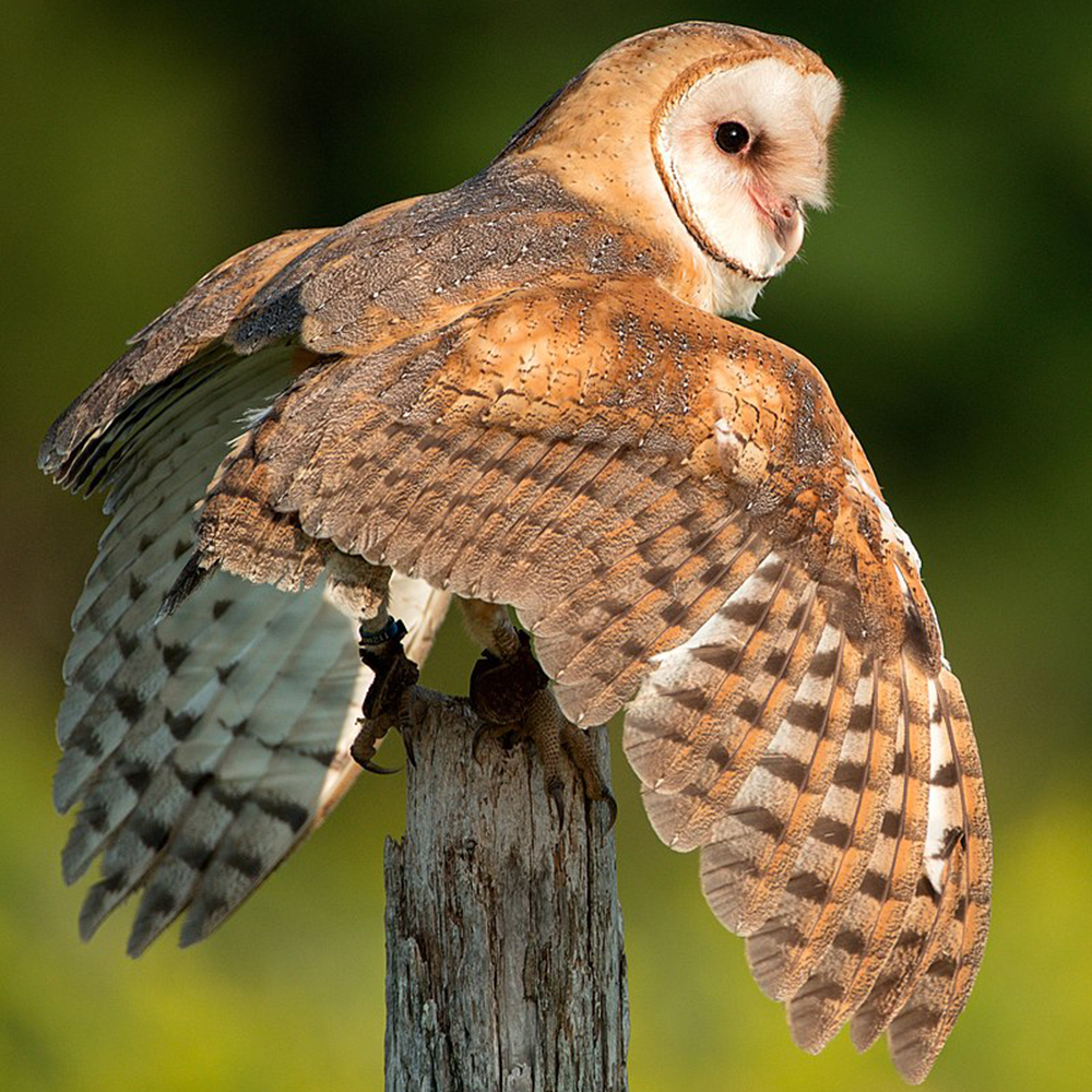Barn Owl