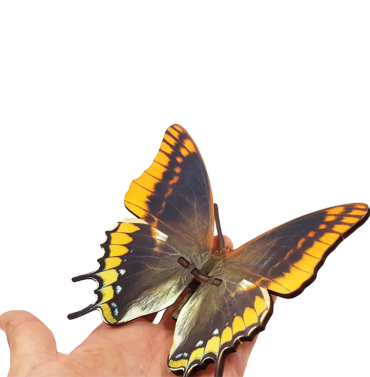 Butterfly – Charaxes Jasius – orange