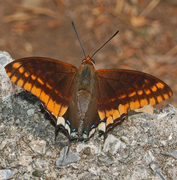 Butterfly – Charaxes Jasius – orange