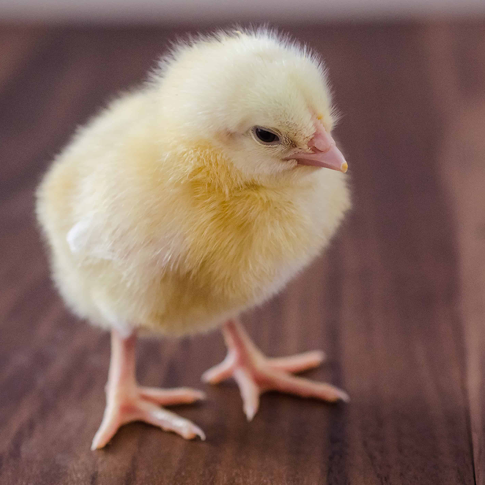Chicks -pair