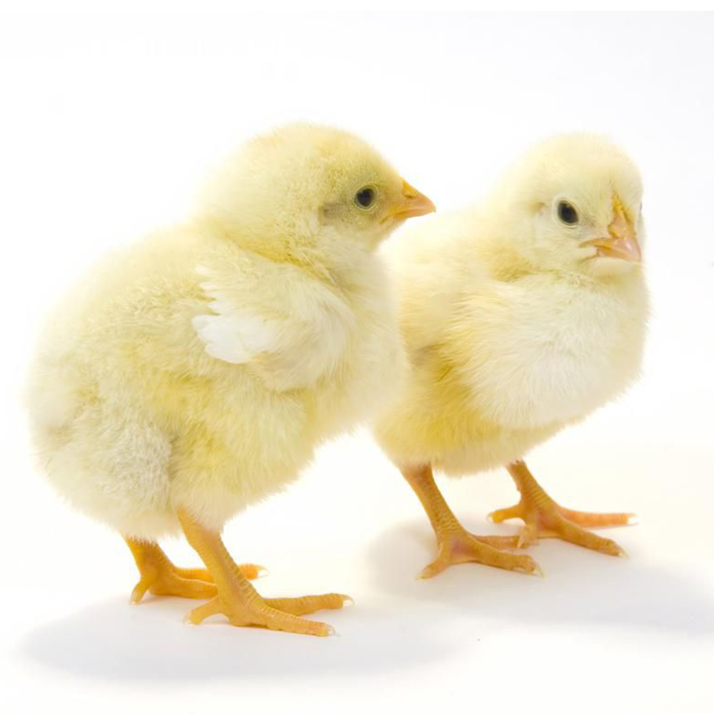 Chicks -pair