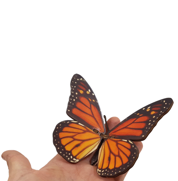 Butterfly – Danaus Plexippus – Orange