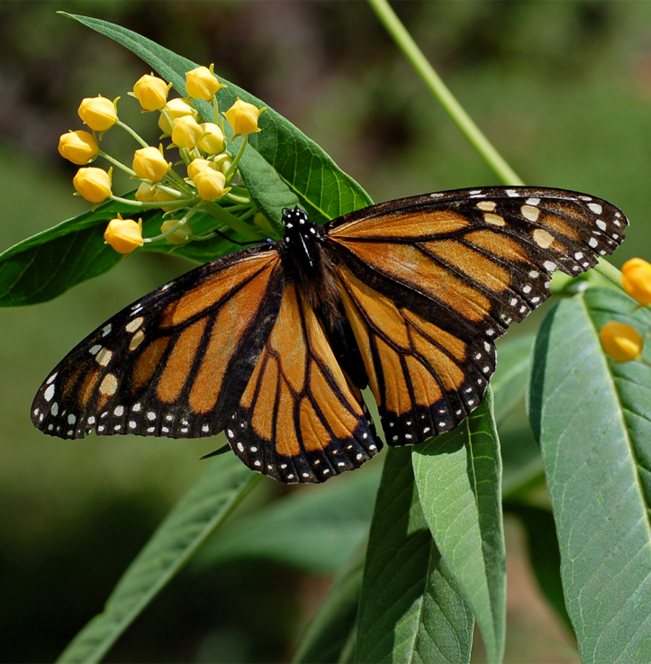 Butterfly – Danaus Plexippus – Orange