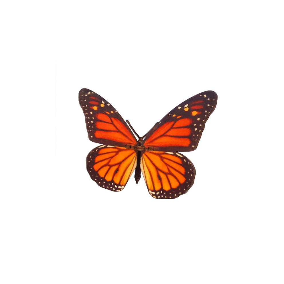 Butterfly – Danaus Plexippus – Orange