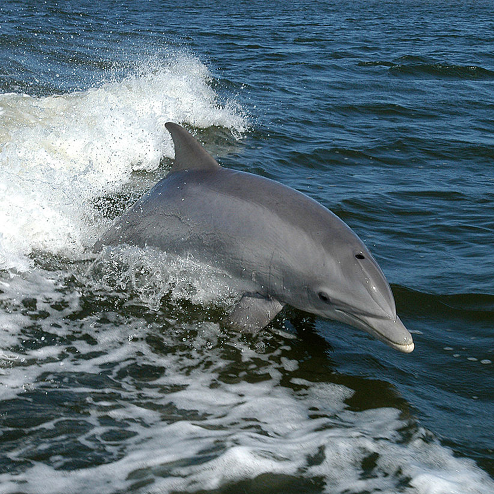 Dolphin & Reef