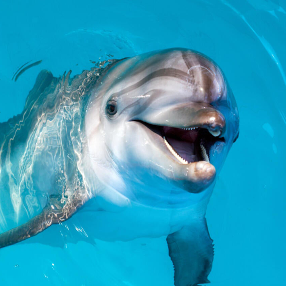 Dolphin & Reef