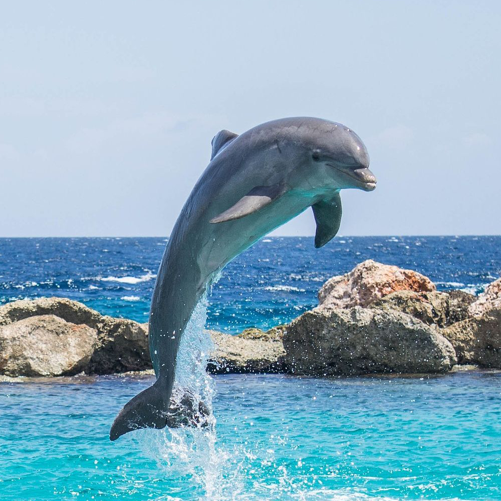 Dolphin & Reef