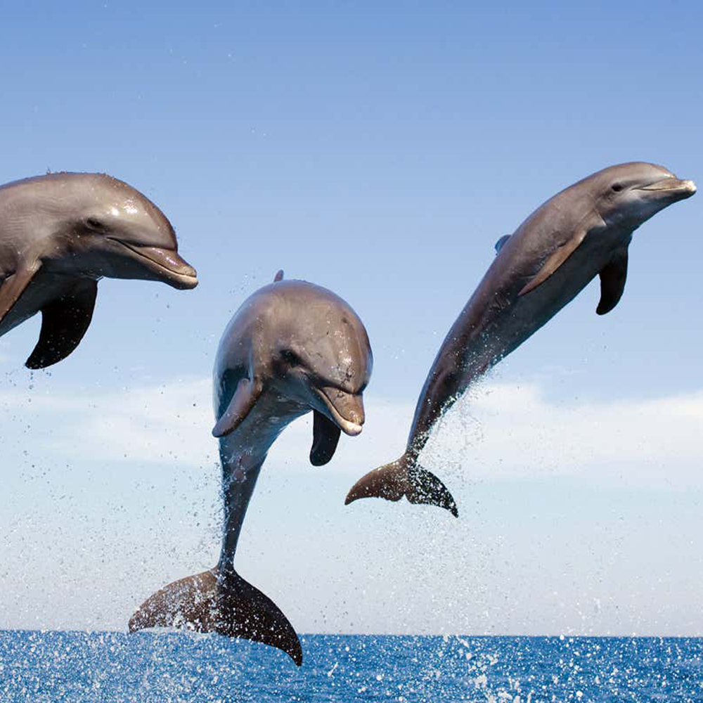 Dolphin & Reef