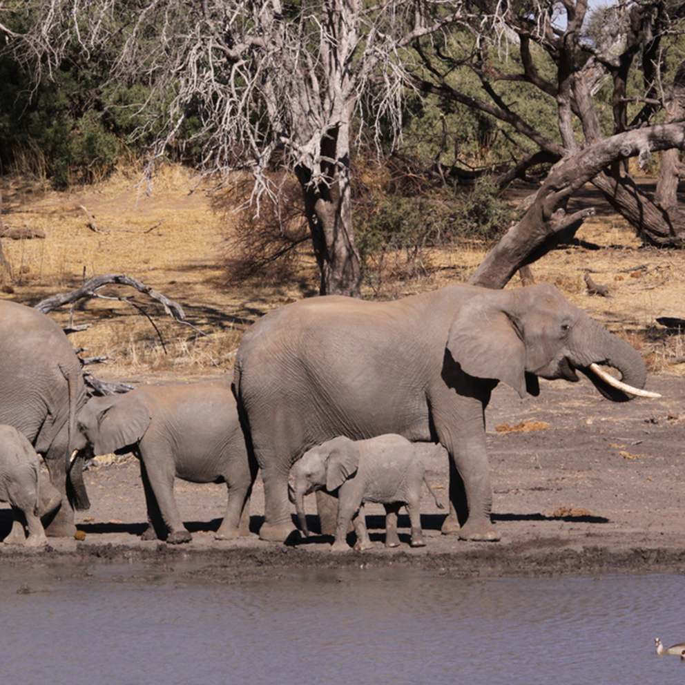 Elephant – small / colored