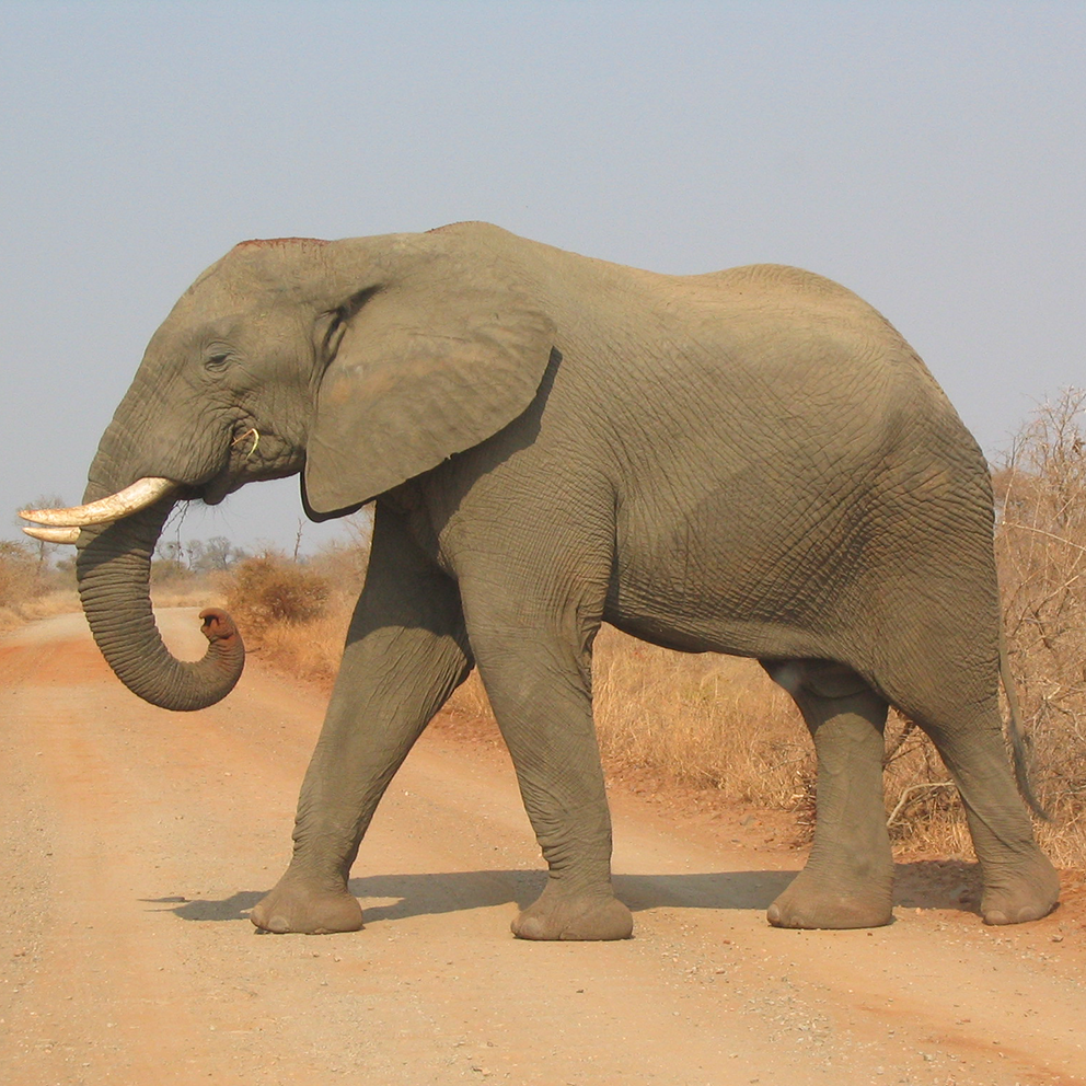 Elephant – small / colored