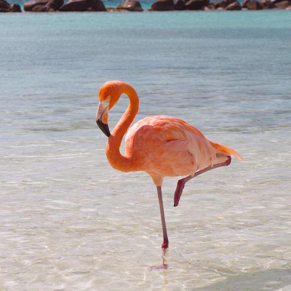 Flamingos