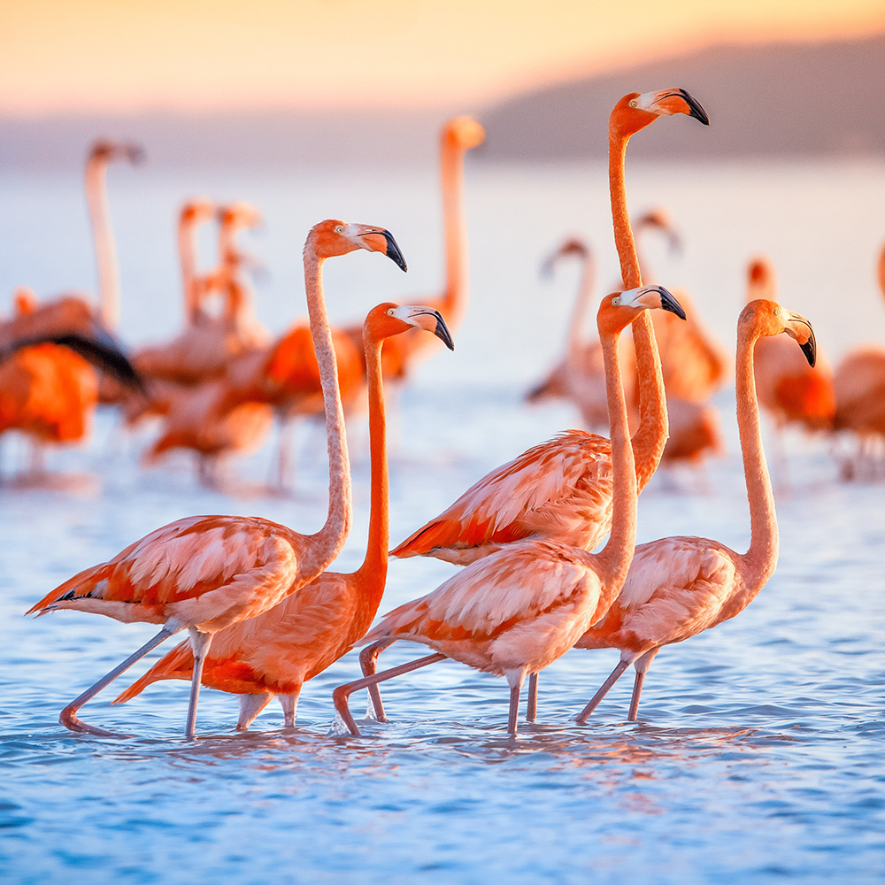 Flamingos