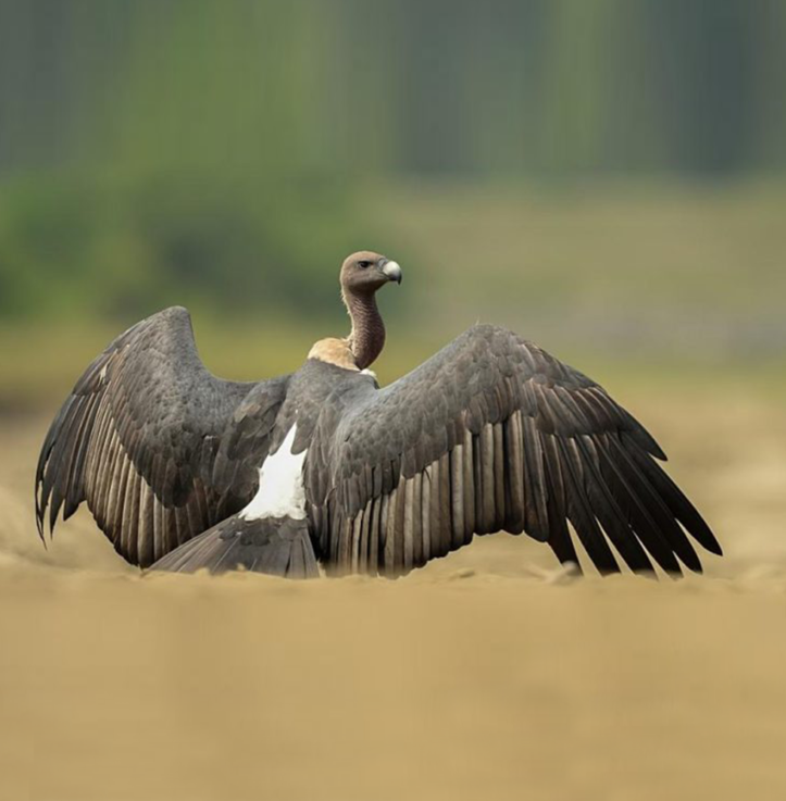 Vulture wings