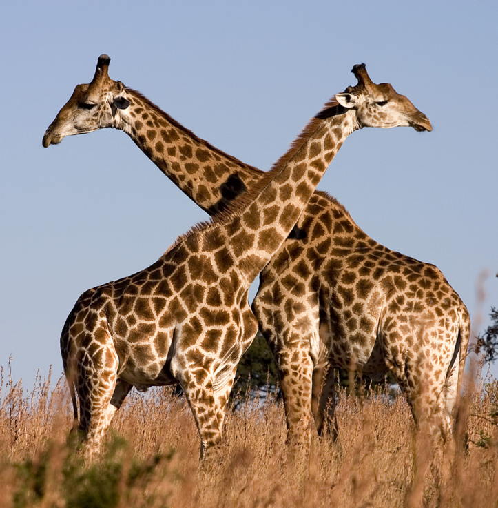 Giraffe – small /colored