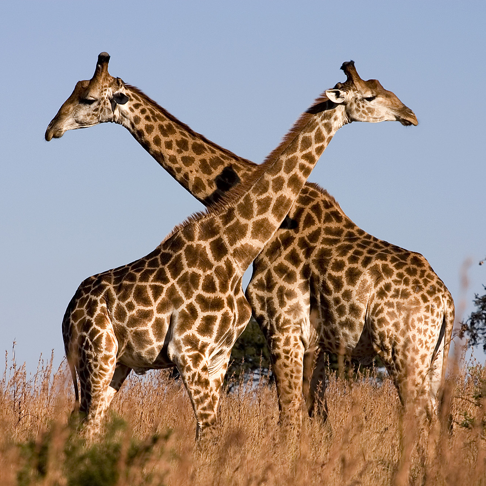 Giraffe – small /colored