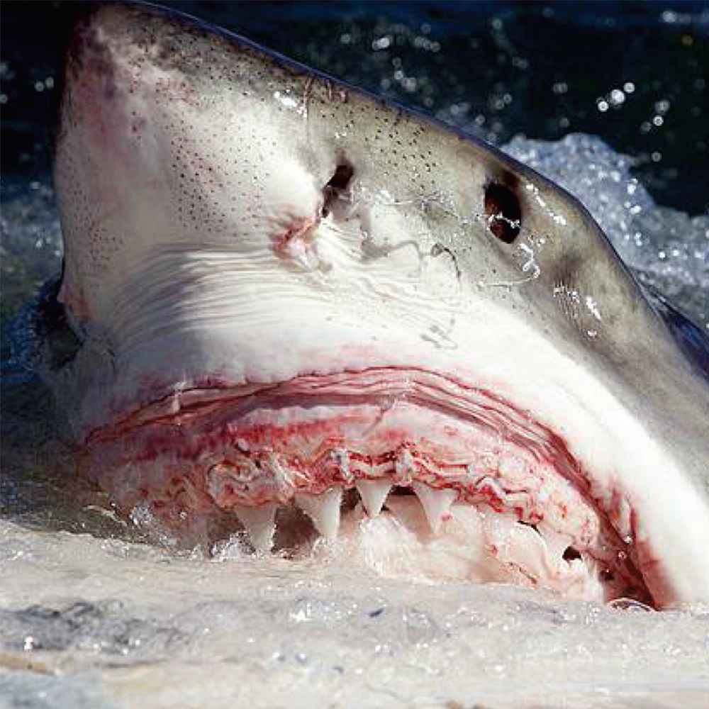 Great white shark