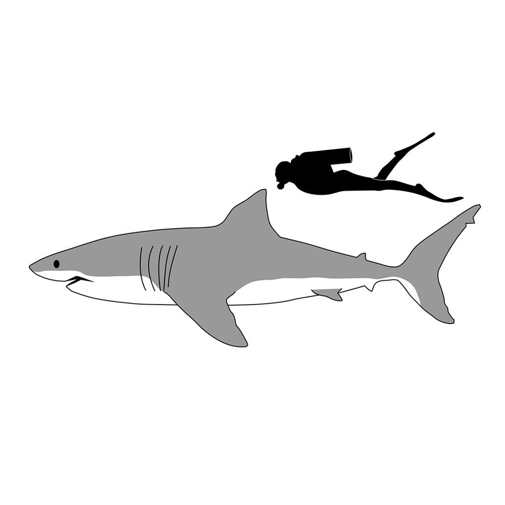 Great white shark