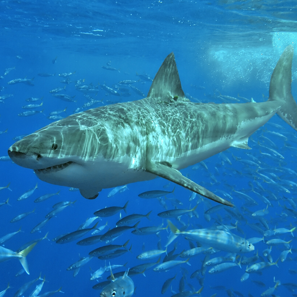 Great white shark