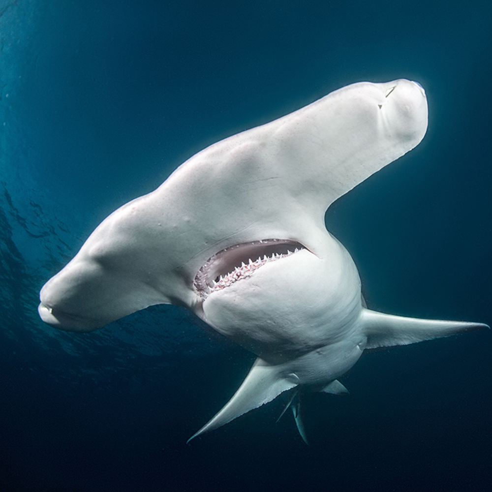 Hammerhead shark
