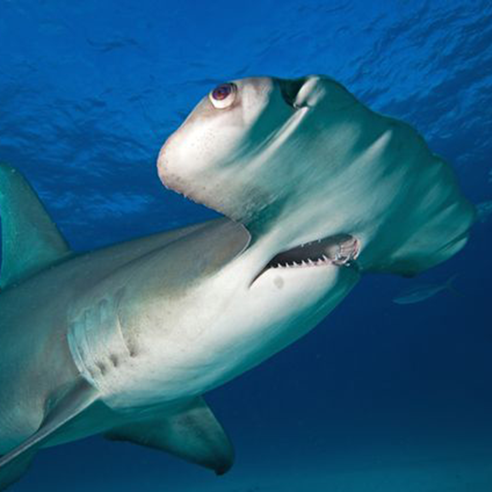 Hammerhead shark