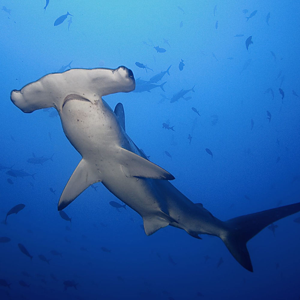 Hammerhead shark