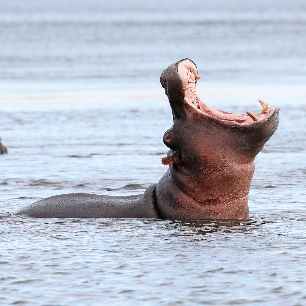 Hippo – Male (DIY)