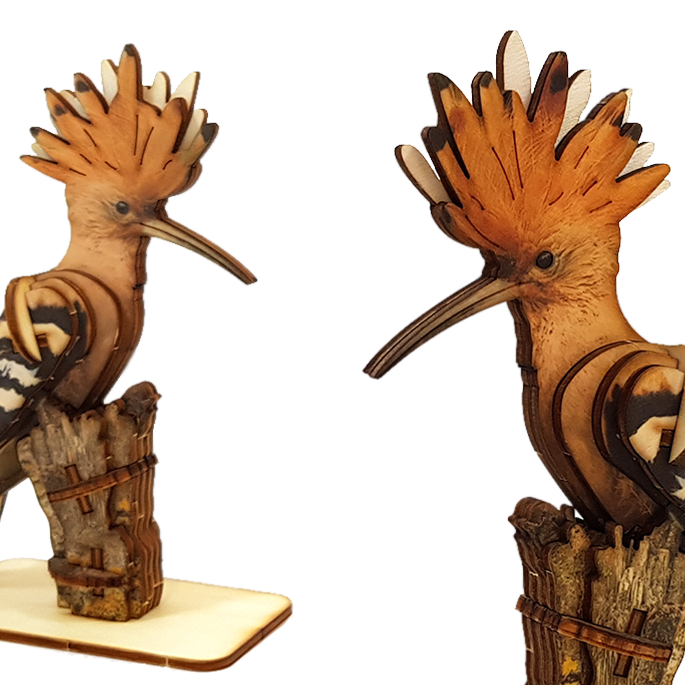 Hoopoe / colored