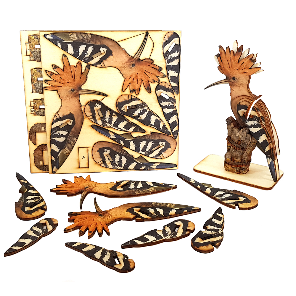 Hoopoe / colored