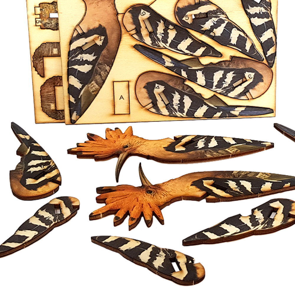 Hoopoe / colored