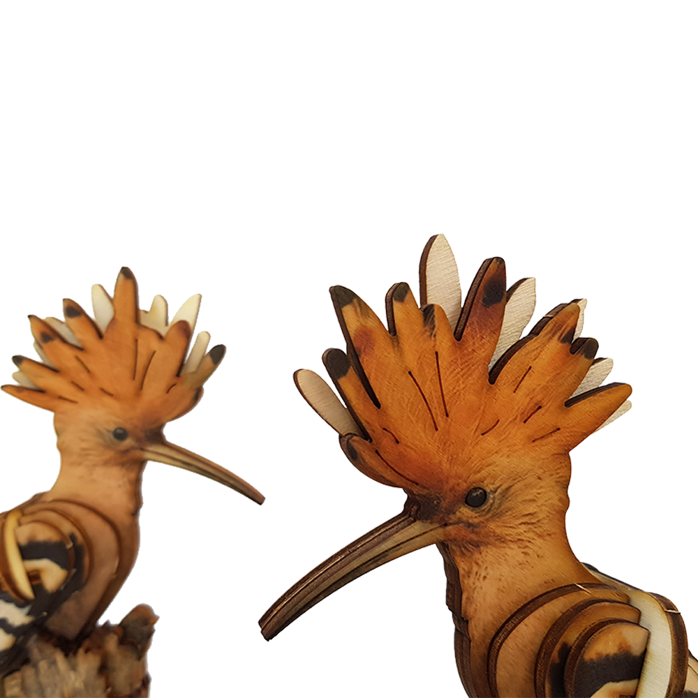 Hoopoe / colored