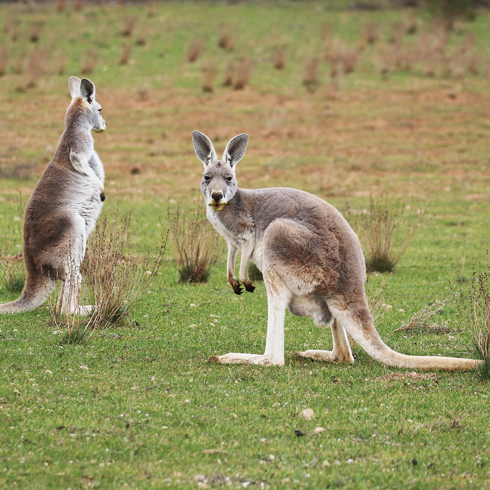 Kangaroo