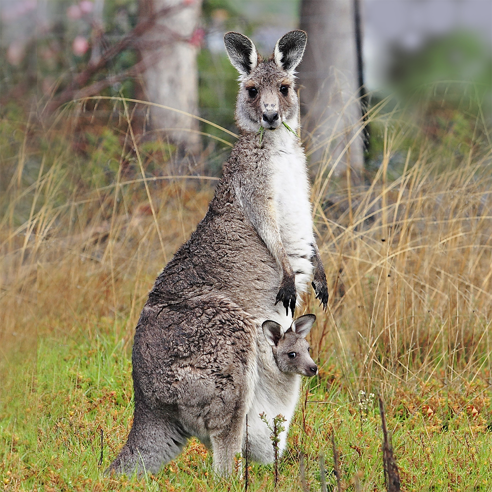 Kangaroo