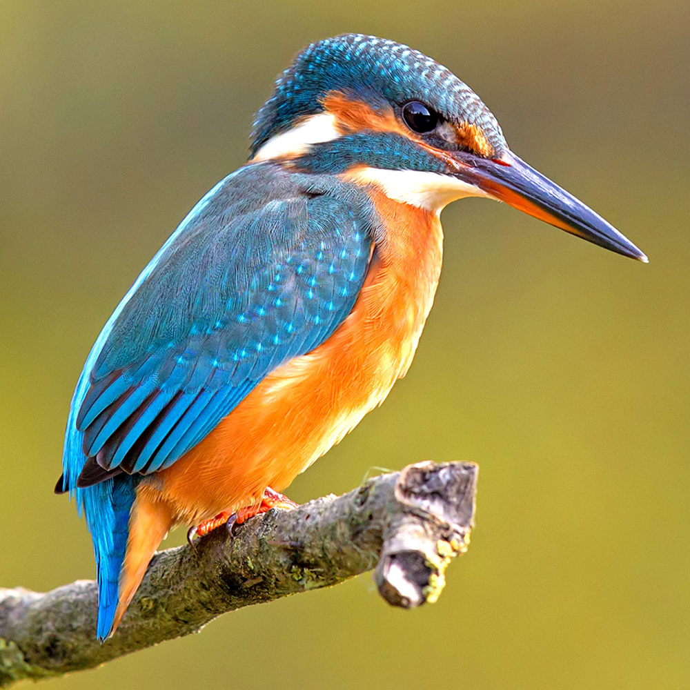 Kingfisher