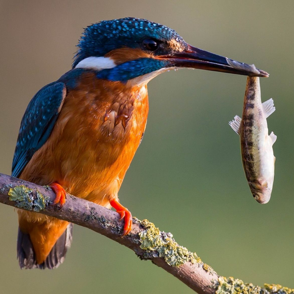 Kingfisher