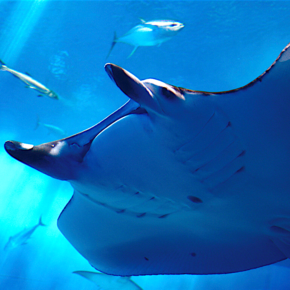 Manta Ray Fish / colored