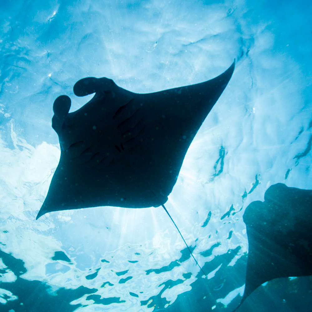 Manta Ray Fish / colored