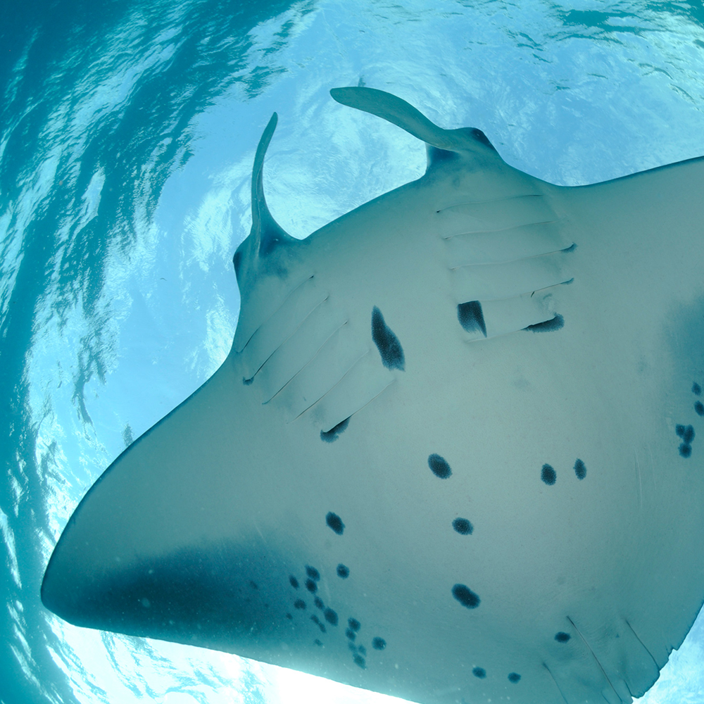 Manta Ray Fish / colored