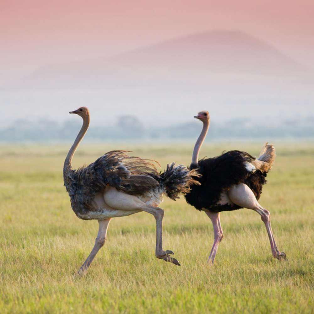 Ostrich
