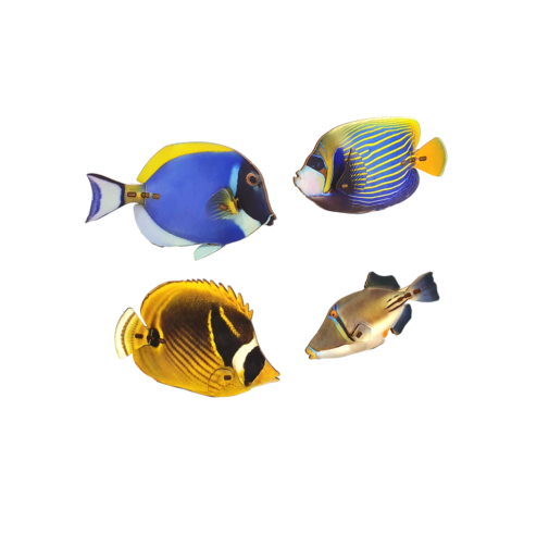 Pack of 4 fishs – collection / colored