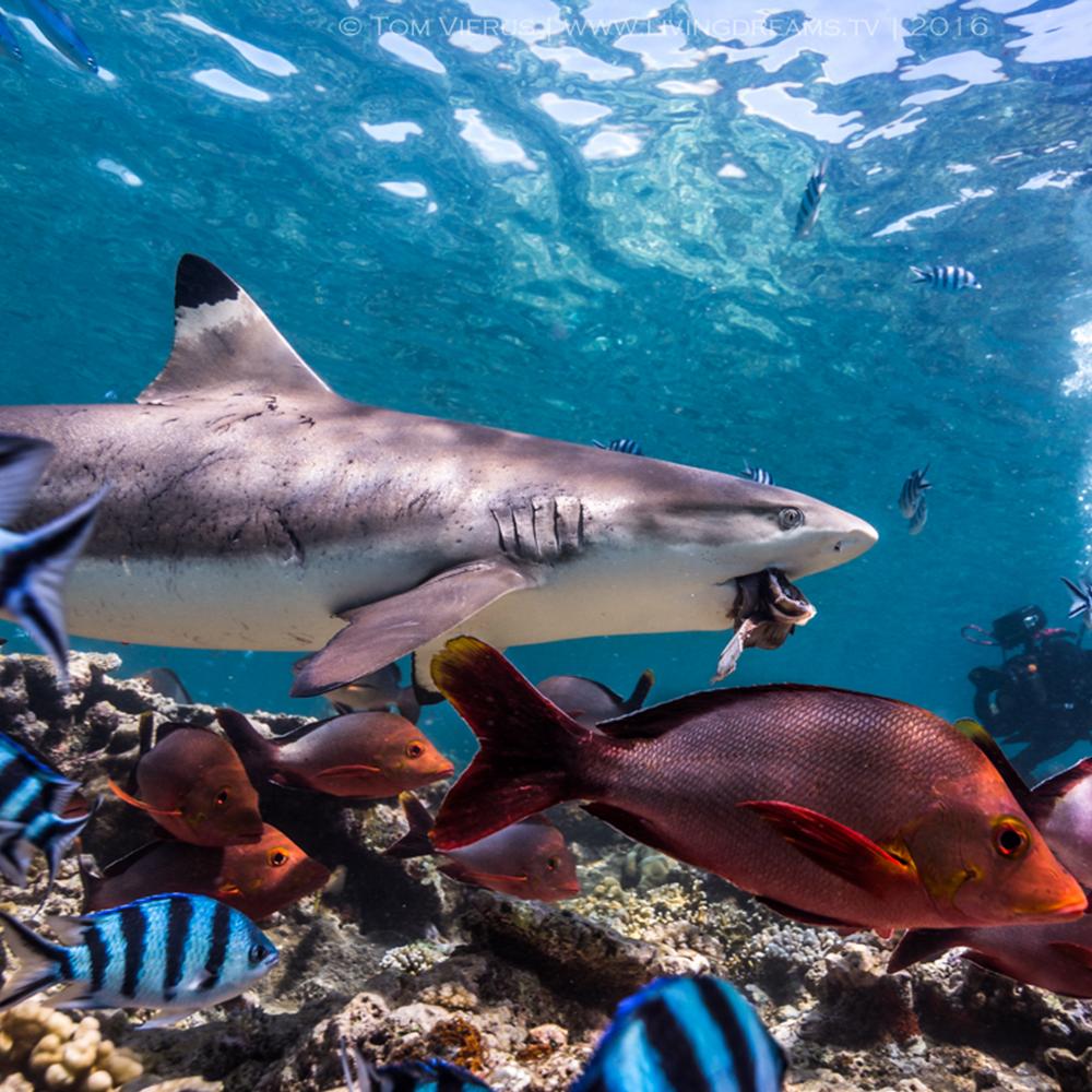 Pair of Sharks & Reef