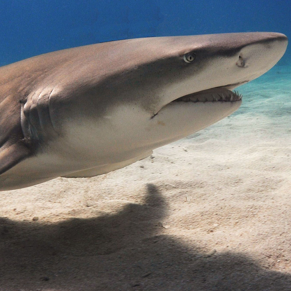 Pair of Sharks & Reef