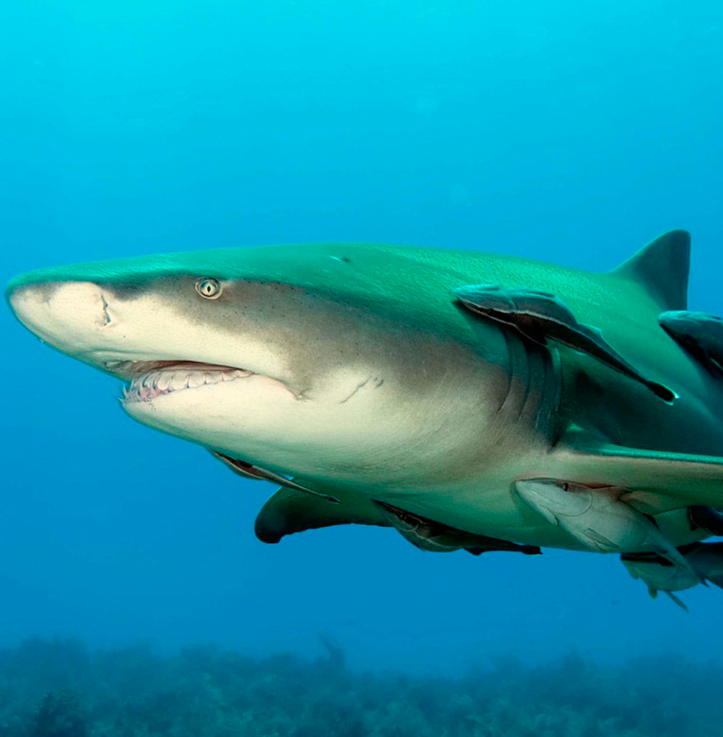 Shark – extra large 83 cm