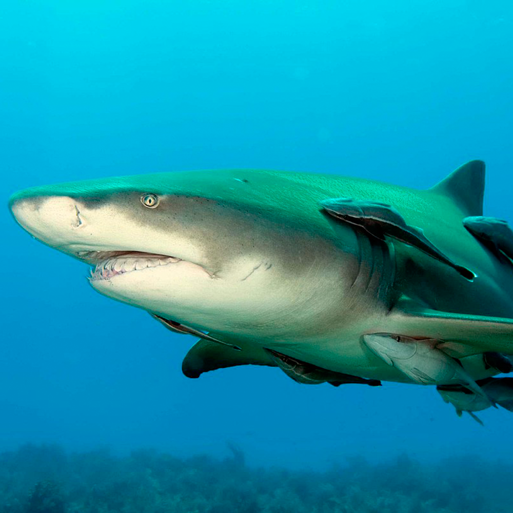 Pair of Sharks & Reef