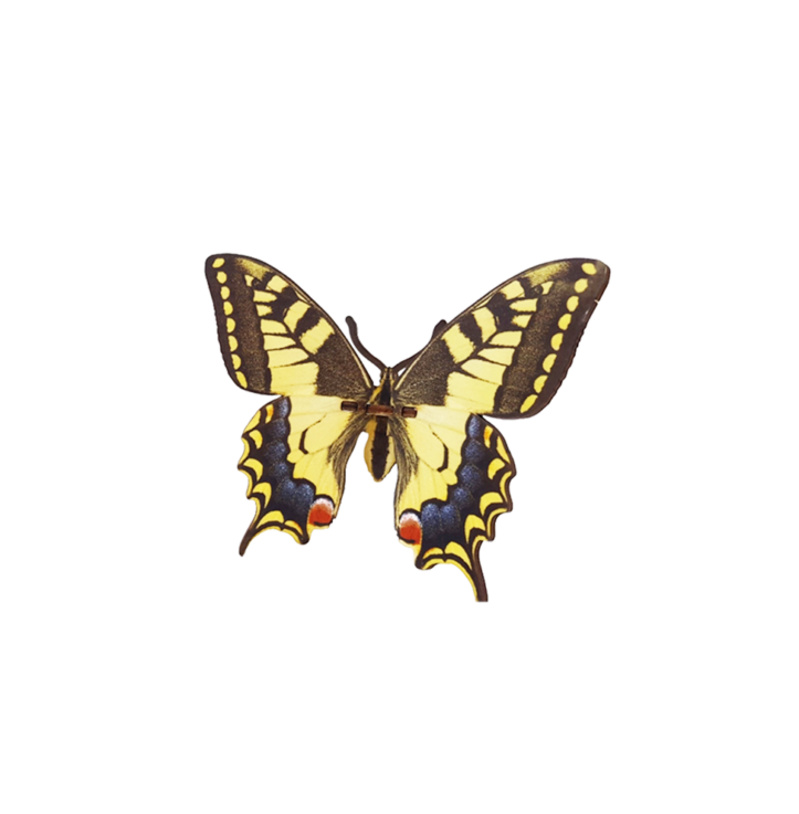 Butterfly – Papilio Macahon – Yellow