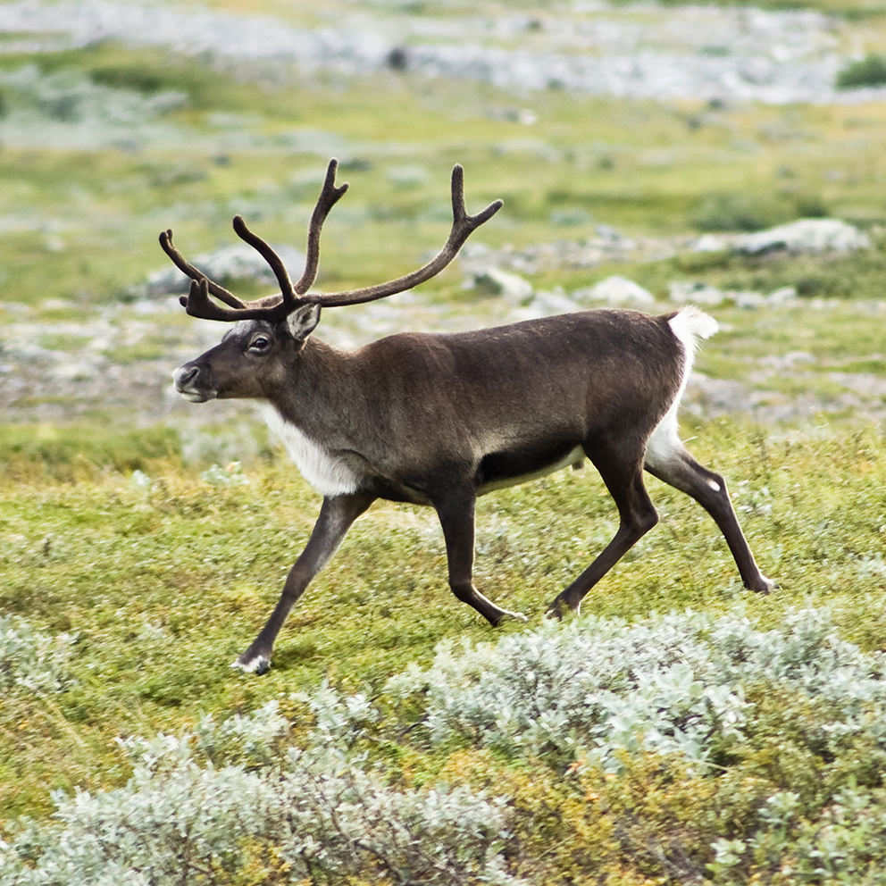 Reindeer