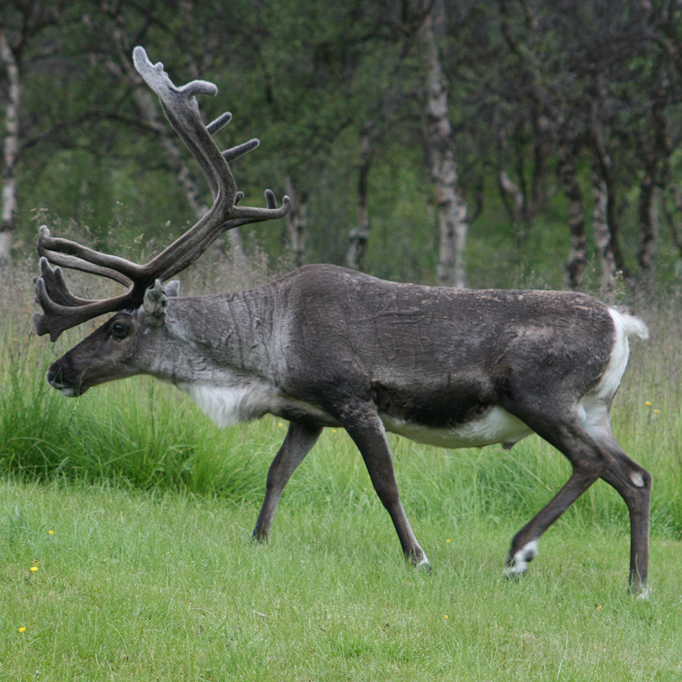 Reindeer