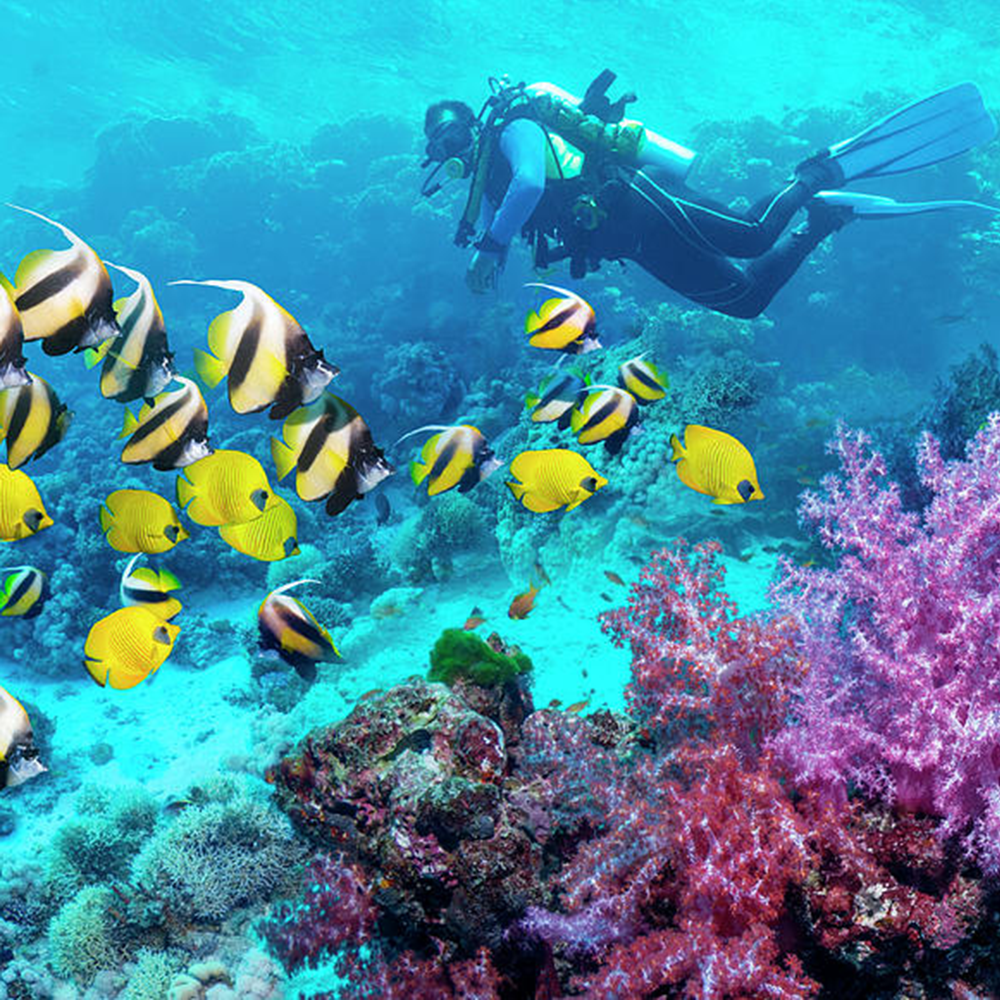 Scuba Diver