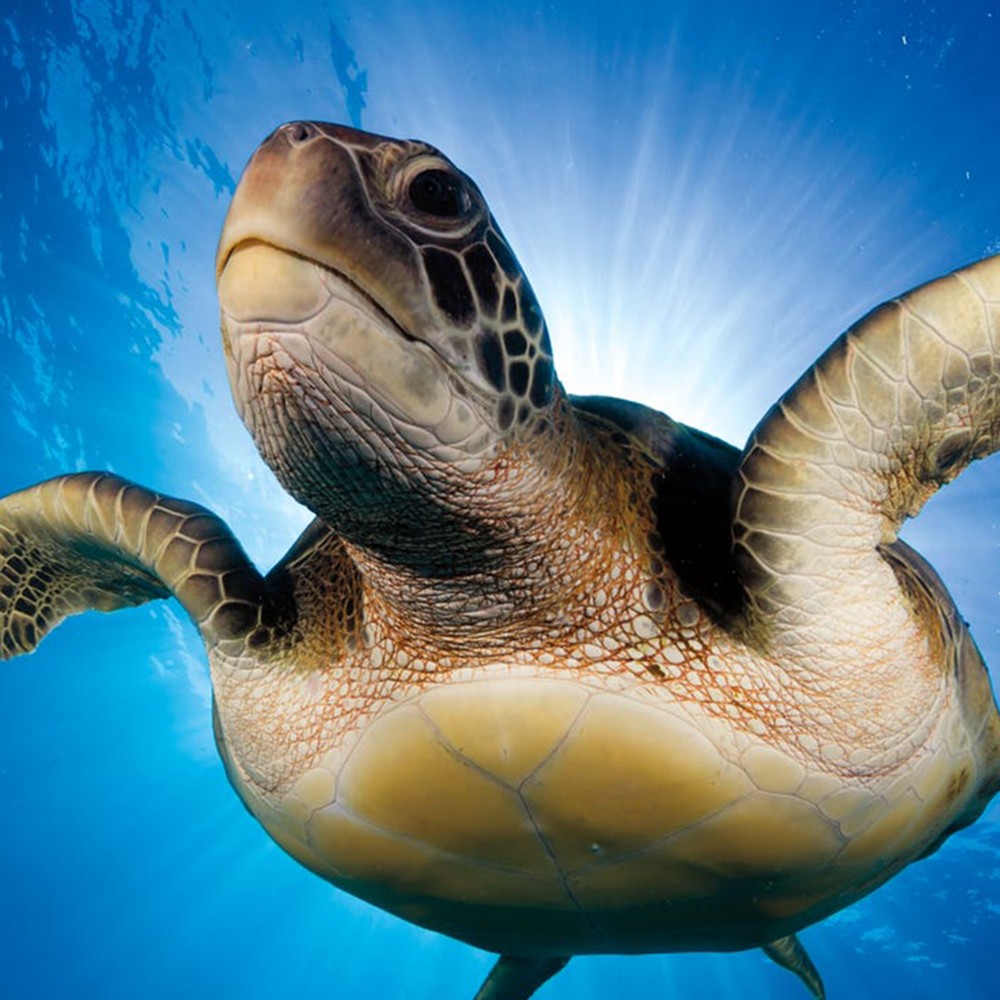 Reef & Pair of sea turtles / colored